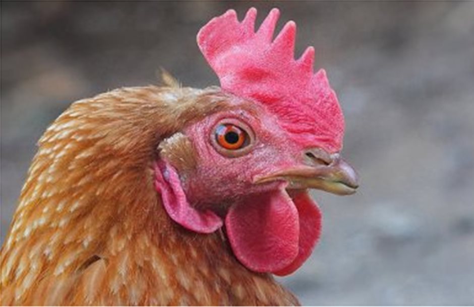 Κρούσμα H5N1 σε φάρμα με κοτόπουλα στη Γαλλία