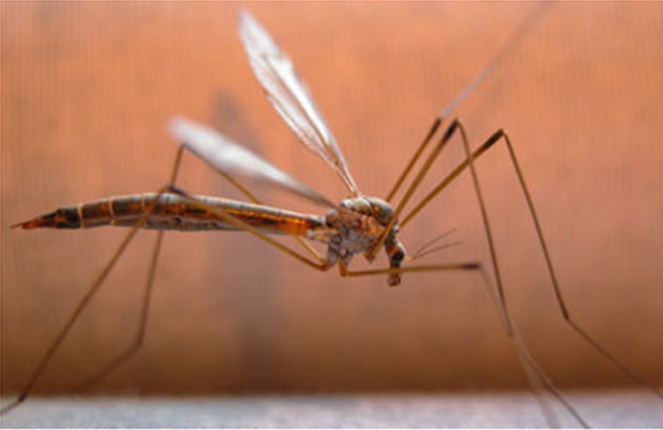 Reuters: Τα κουνούπια φέρνουν «τροπικές» ασθένειες στην Ελλάδα