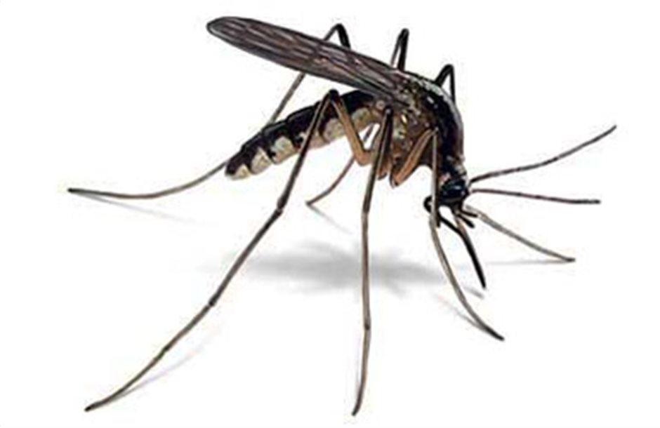 Σύσκεψη για την καταπολέμηση κουνουπιών στην Τρίπολη