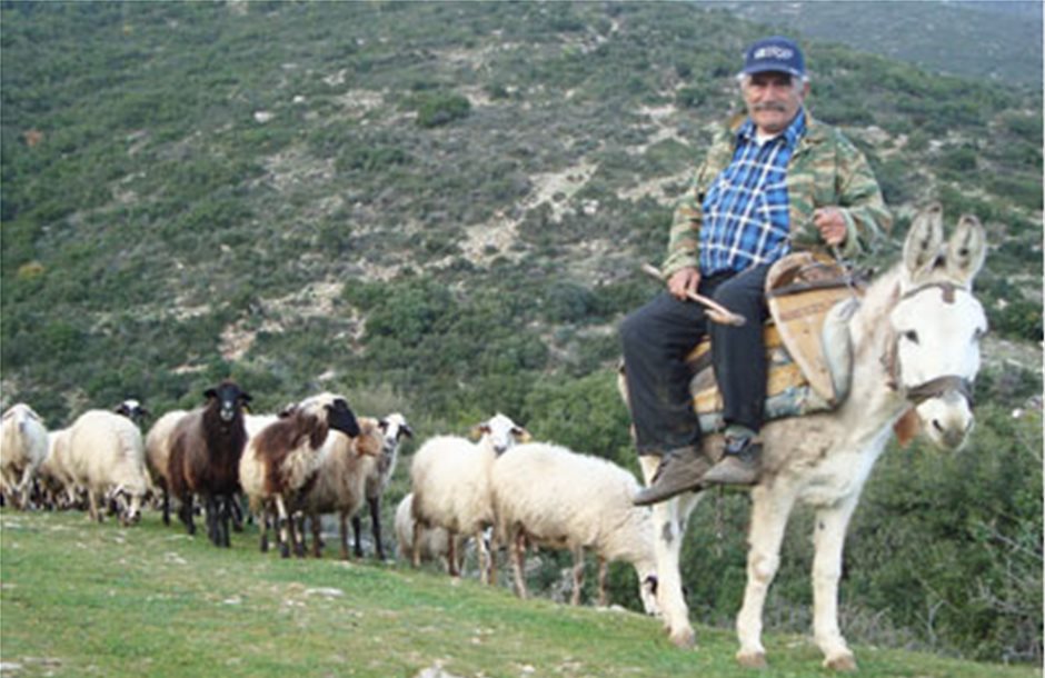 Και φέτος 4 μήνες οι μετακινούμενοι κτηνοτρόφοι στα ορεινά της Θεσσαλίας 