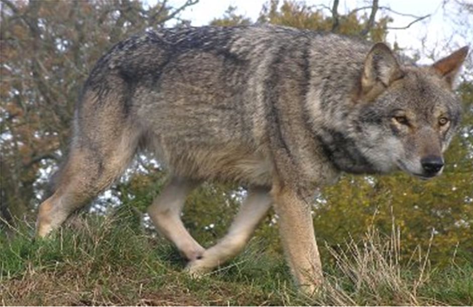 Ξαναρχίζει το κυνήγι λύκων στη Γαλλία