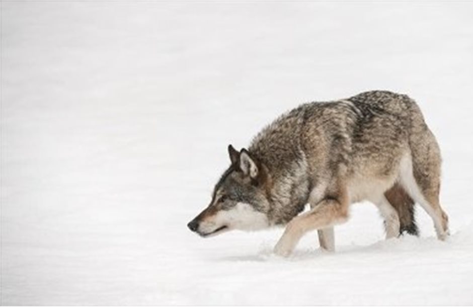 Aντιδράσεις για το «κυνήγι αναψυχής» λύκων στη Νορβηγία