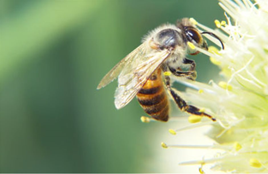 Επικίνδυνα εκτεθειμένες στα εντομοκτόνα οι μέλισσες 