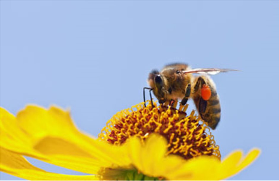 Συνέλευση και ημερίδα για τα προϊόντα της μέλισσας