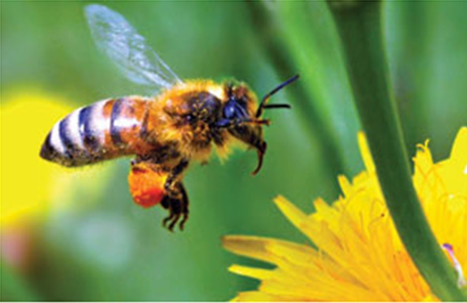 Θέματα εκπαίδευσης για τη μελισσοκομία καλούνται να προτείνουν μελισσοκομικοί φορείς 