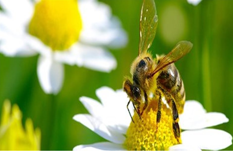 Πολυετές πρόγραμμα της EFSA για τις μέλισσες