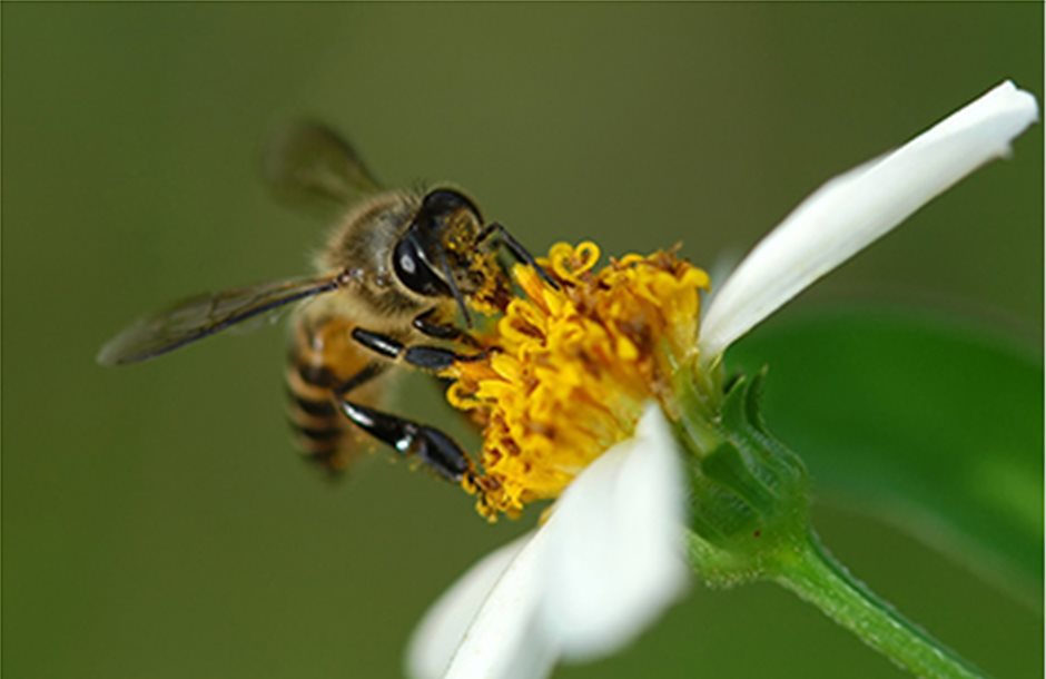 Η έλλειψη μελισσών δυσκολεύει τις ευρωπαϊκές καλλιέργειες