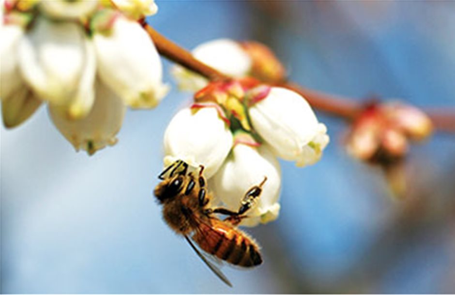 Περισσότερα φρούτα ανά στρέμμα  φέρνουν τα διάφορα είδη μελισσών