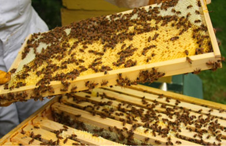 Πρόταση ΠΑΣΕΓΕΣ για πρόγραμμα μελισσοκομικού τομέα 