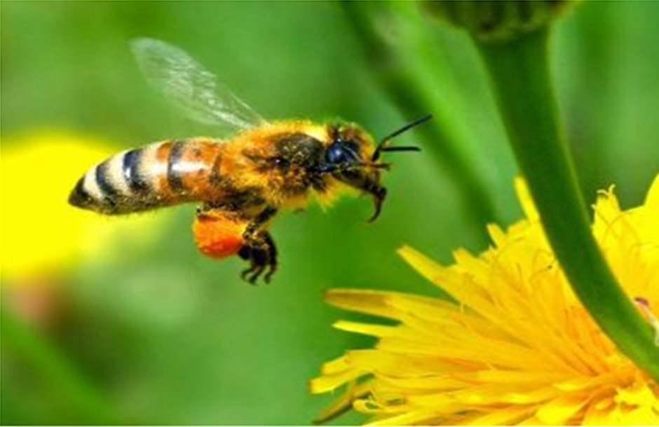 Επιβραδύνεται η θνησιμότητα των μελισσών στην Ευρώπη