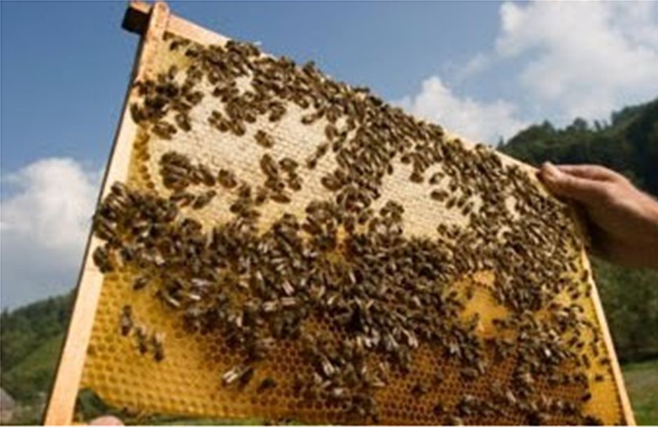 Μαθήματα μελισσοκομίας στη Χαλκιδική