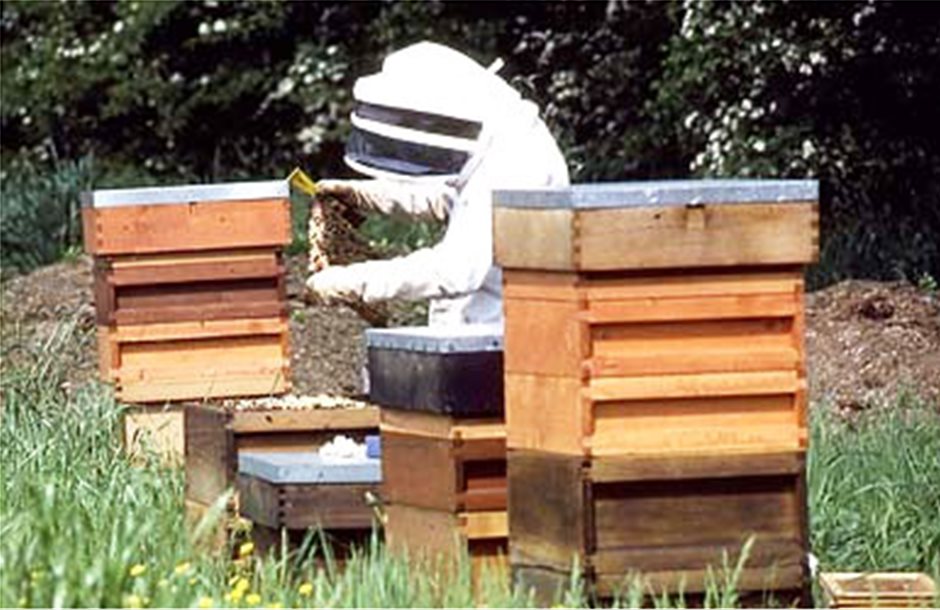 Μετάθεση του σεμιναρίου μελισσοκομίας στα Ιωάννινα