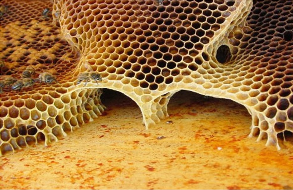 Ενώνουν τις δυνάμεις τους εσπεριδοειδή και μελισσοκομία στην Κρήτη
