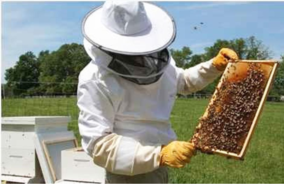 Σεμινάριο Εποπτών Μελισσοκομίας 