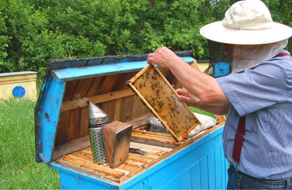 Δέκα βήματα για να γίνεις μελισσοκόμος 