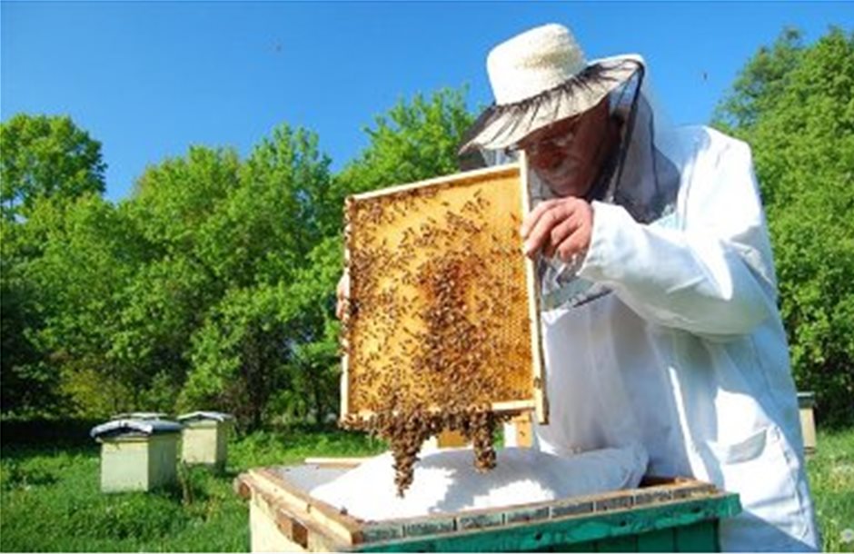 Στις ΗΠΑ 25% αποικίες μελισσών κατέρρευσε το χειμώνα