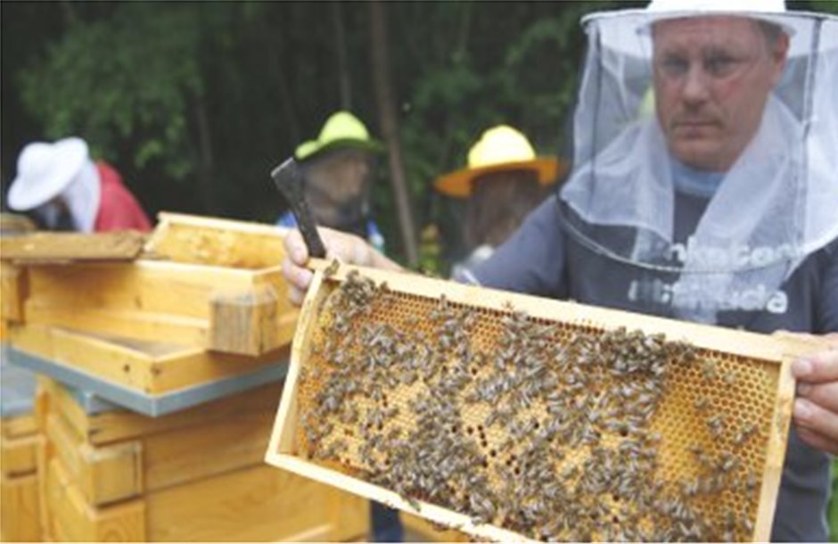 Απώλειες μελισσών στο 40% μέσα σε ένα έτος για τις ΗΠΑ 