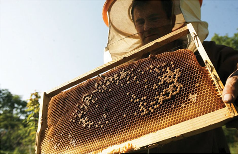Δεν χτίζει σπίτια η μελισσοκομία