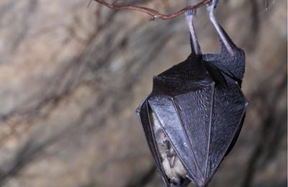 Πρωταγωνιστούν οι νυχτερίδες στο Μουσείο Φυσικής Ιστορίας Κρήτης