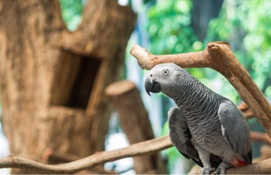 Μειώθηκε κατά 99% ο πληθυσμός γκρίζων παπαγάλων στη Γκάνα