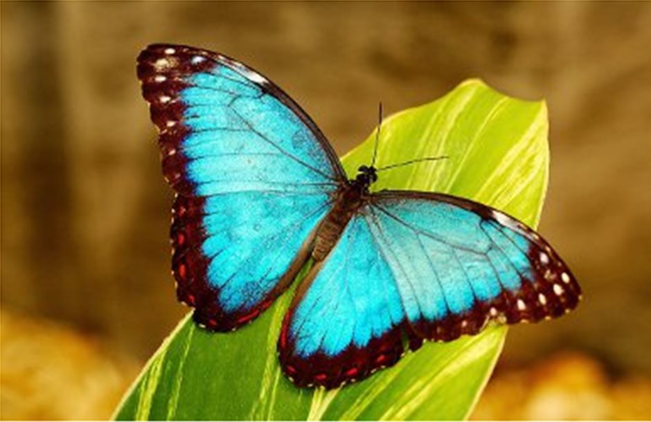 «Αιώνια» χρώματα από πεταλούδες δημιούργησαν οι επιστήμονες
