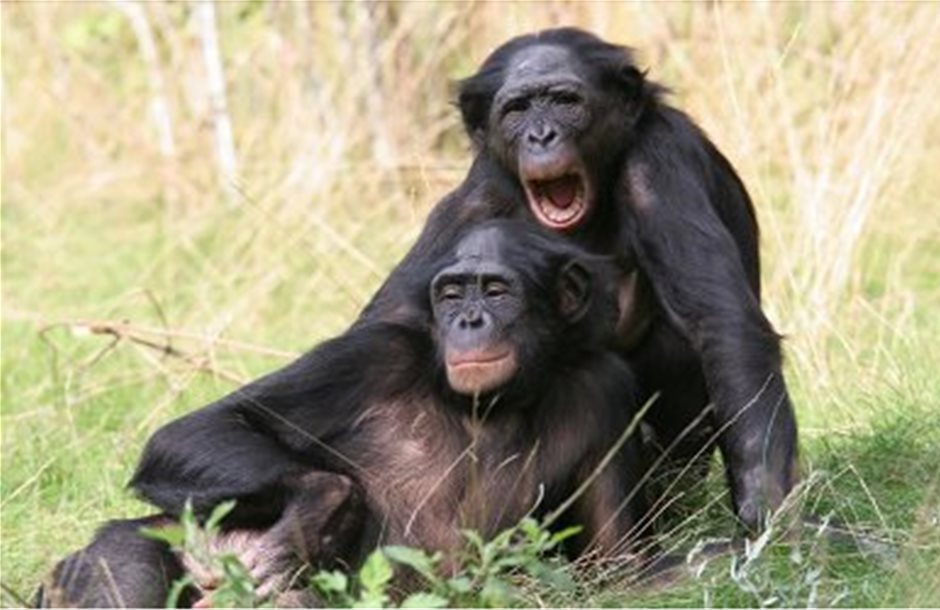 Οι πίθηκοι γίνονται πιο επιλεκτικοί όσο μεγαλώνουν