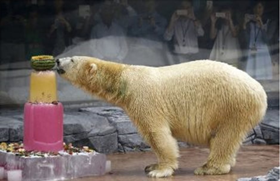 Πέθανε η πρώτη πολική αρκούδα που μεγάλωσε σε τροπικό νησί