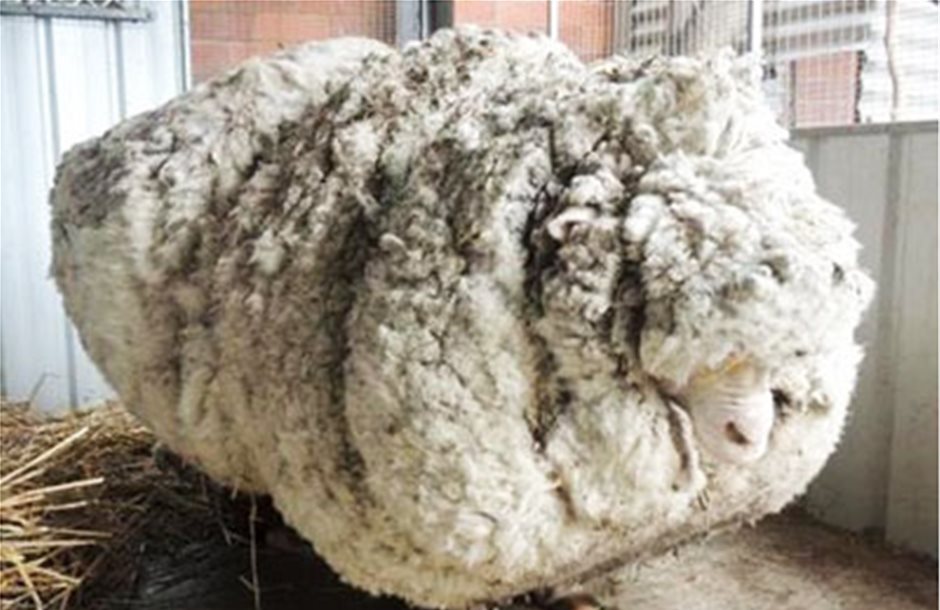 Ο Κρις, το πιο μαλλιαρό πρόβατο στον κόσμο