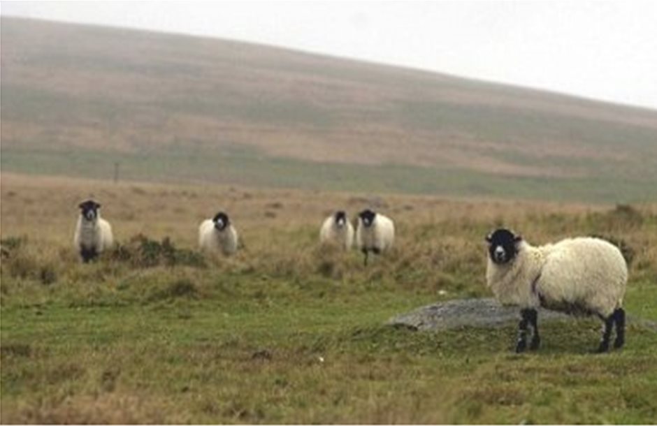 Πρόβατα αξίας 30.000 λιρών κλάπηκαν στη Βρετανία μέσα σε 2 μήνες