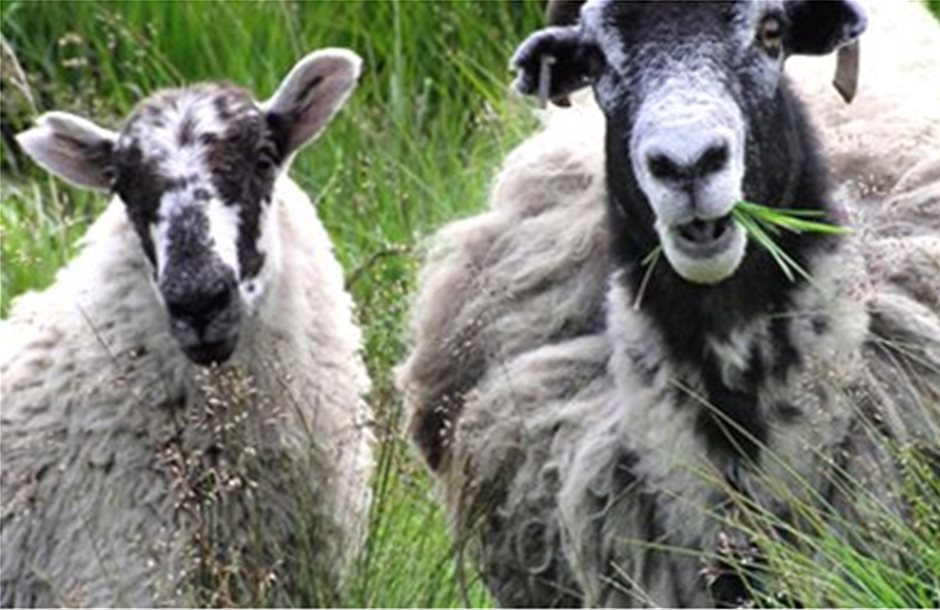 Ένα κοπάδι πρόβατα στην Αγγλία έφαγε... μαριχουάνα αρίστης ποιότητας