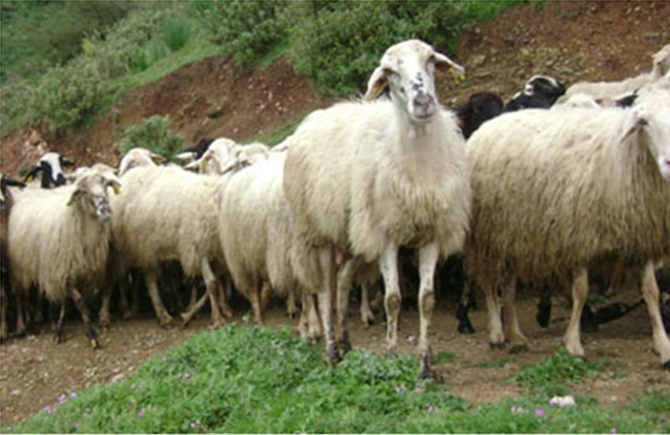 Επί τάπητος η κτηνοτροφία στον δήμο Παλαμά 