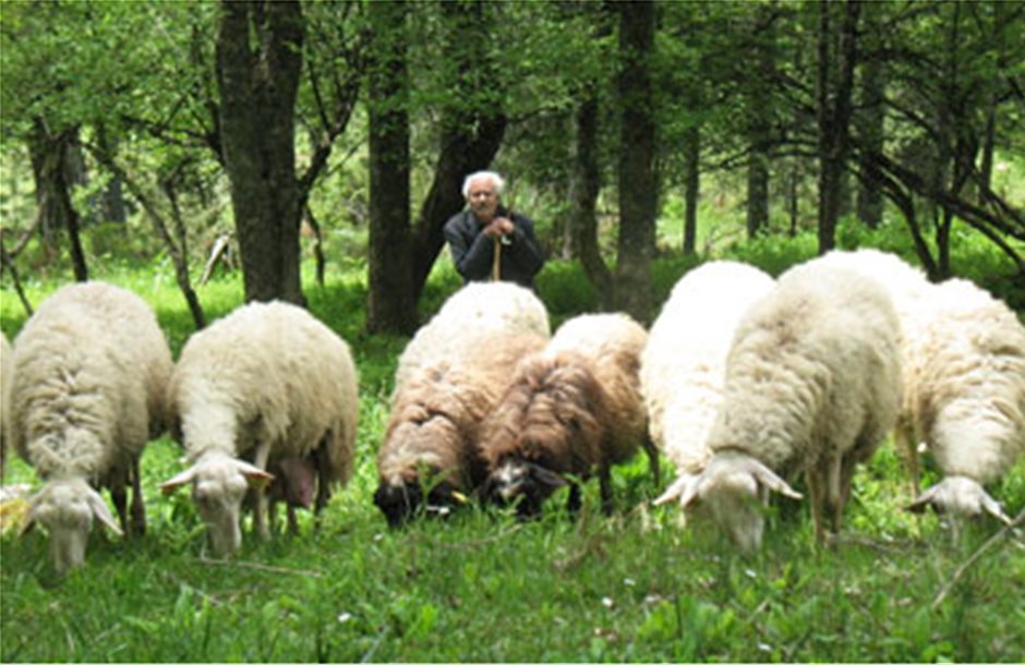 Βοσκότοποι, ο πυρήνας ανάπτυξης της ελληνικής κτηνοτροφίας