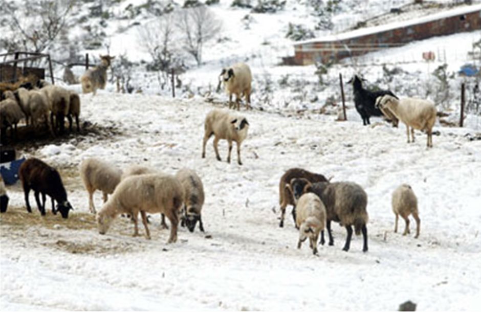 Σοβαρές οι απώλειες των κτηνοτρόφων από τον παγετό 