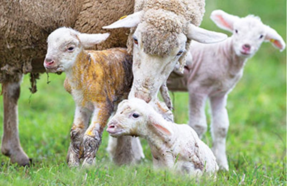 Καπέλο 20% στην εισφορά ΕΛΓΑ για νεαρά αιγοπρόβατα