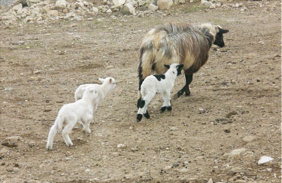 Ο υποσιτισμός πίσω από τον πρόωρο τοκετό στις προβατίνες της Κρήτης