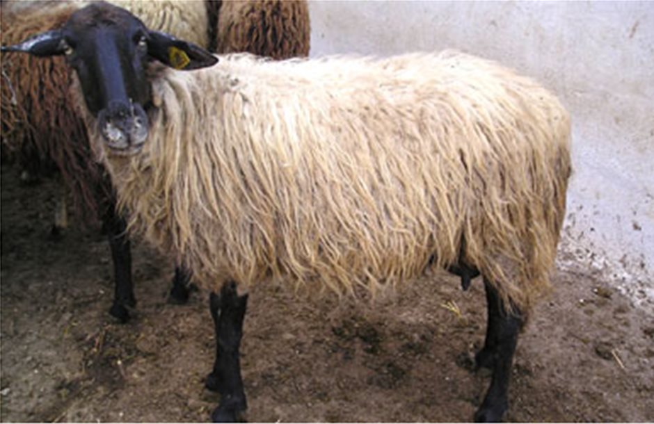 Στον κατάλογο απειλούμενων φυλών το σερραϊκό πρόβατο  