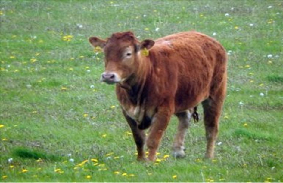 Αγρυπνία στη Βρετανία στη μνήμη μιας… αγελάδας