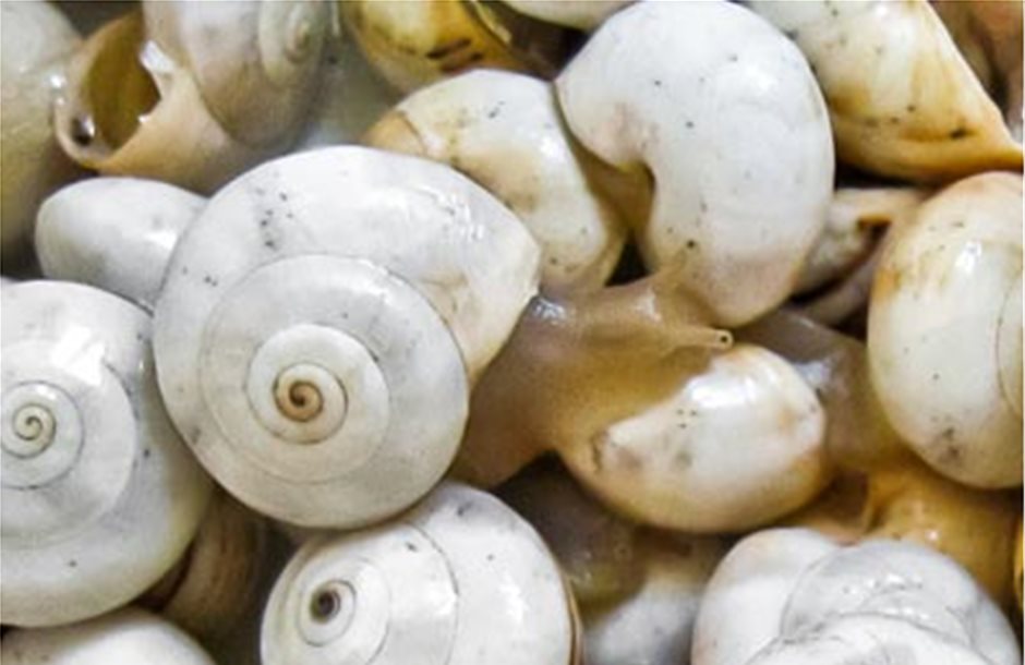 Όλα όσα θέλετε να μάθετε για τα χερσαία σαλιγκάρια της Κρήτης στις 7 Μαρτίου 