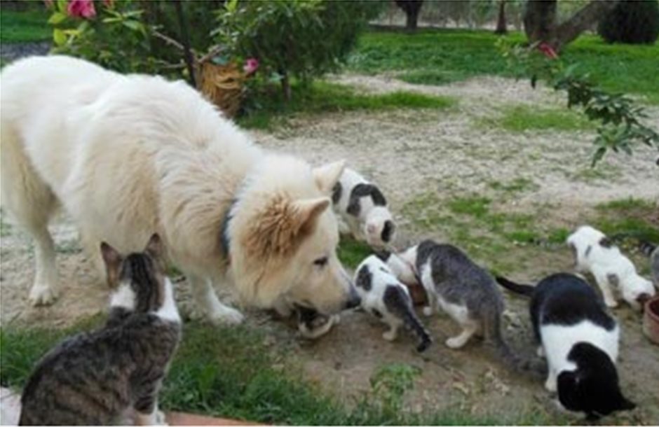 Εμβολιασμοί σκύλων και γατιών για τη λύσσα