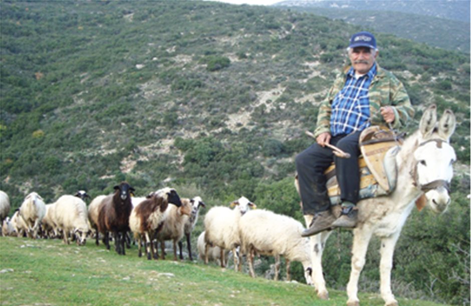 Την παρέμβαση Σαμαρά για την εξισωτική ζητούν οι κτηνοτρόφοι 