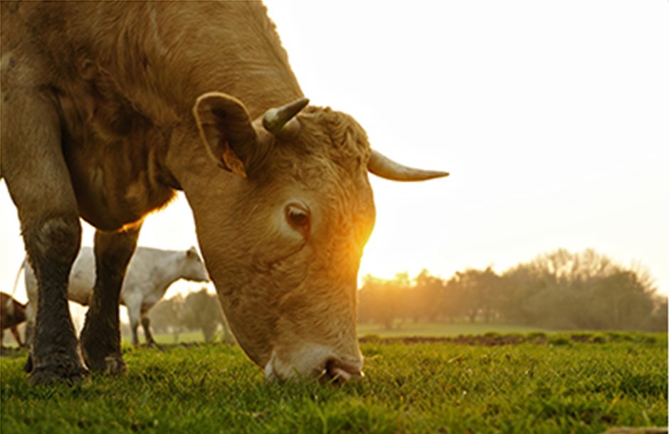 Συνδεδεμένη σε βοοειδή που δεν έχουν δηλωθεί στο ΟΣΔΕ