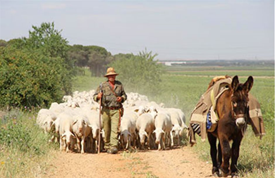 Η μείωση των βοσκότοπων έκοψε το τσεκ από χιλιάδες κτηνοτρόφους
