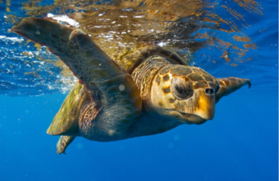 Θηλυκές οι περισσότερες νέες θαλάσσιες χελώνες λόγω κλιματικής αλλαγής