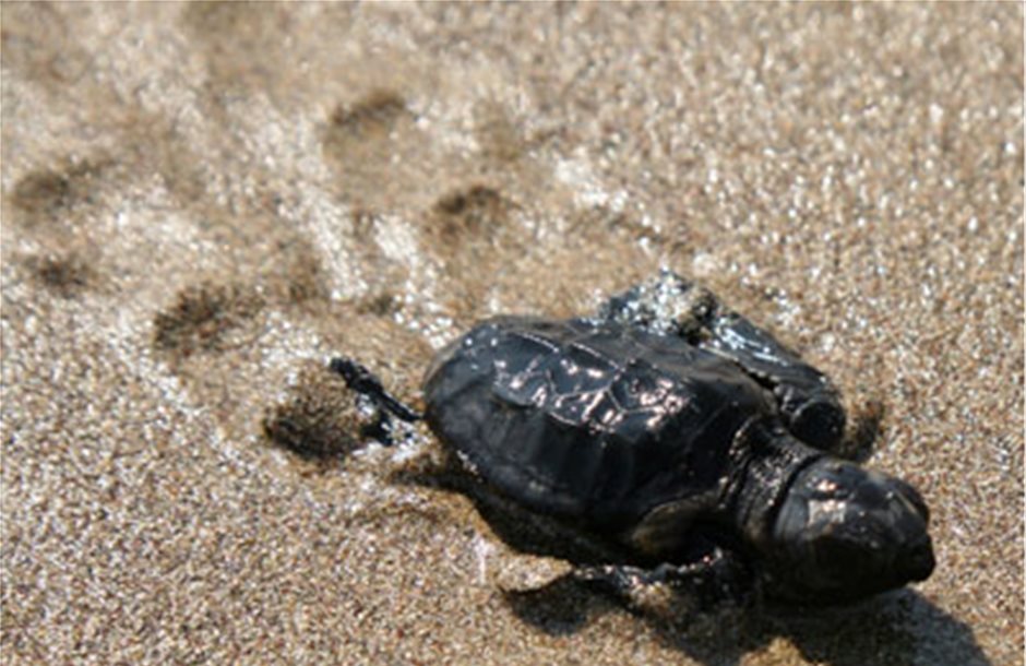 Από την Κρήτη τα πρώτα χελωνάκια του 2015