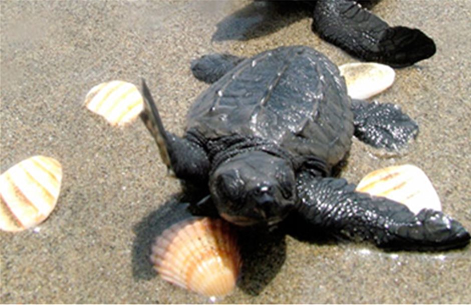 Τα πρώτα χελωνάκια του έτους στη Μεσσαρά
