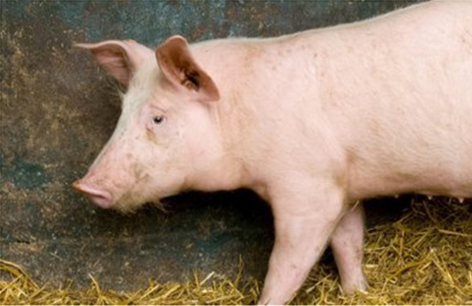 Μολυσμένο με MRSA εισαγόμενο χοιρινό εντοπίστηκε στη Σουηδία