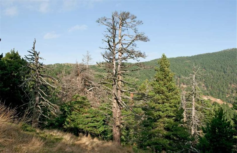 Προστασία δασών στην πράξη ζητούν ΠΟΓΕΔΥ και ΠΕΔΔΥ