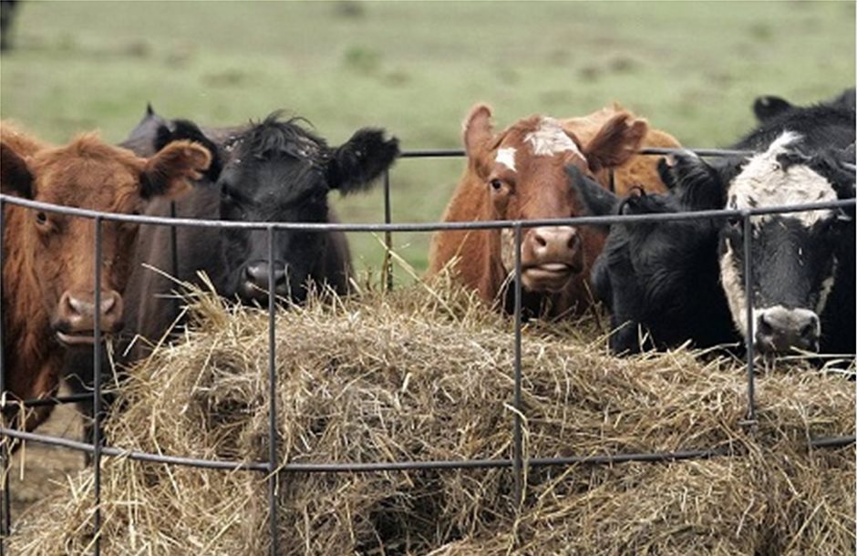 Πρόγραμμα ειδικά για τη στήριξης της κτηνοτροφίας προτείνει η αντιπολίτευση